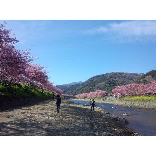 河津さくら祭り