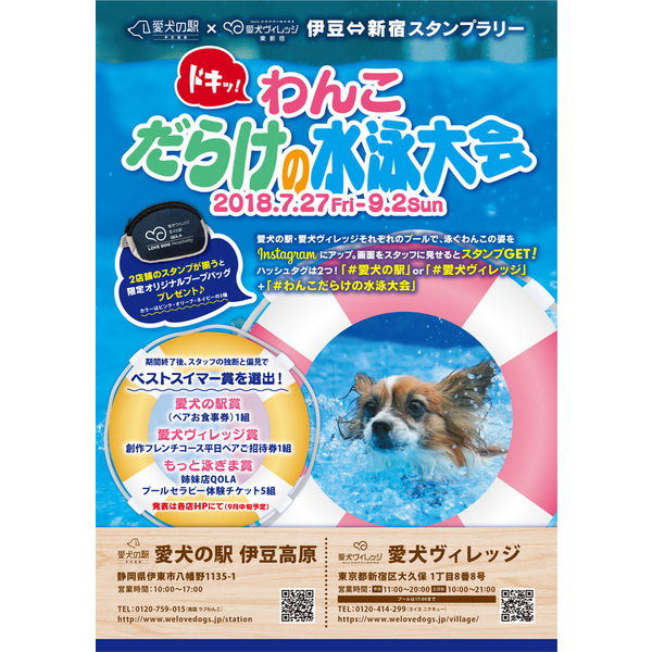 ドキッ！わんこだらけの水泳大会