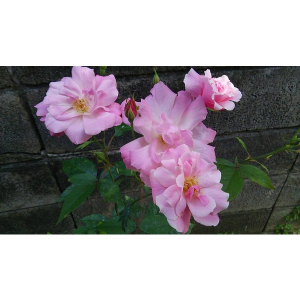 暖かな陽気で気持ちがいいですね
