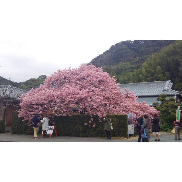 本日の河津桜【2月22日】