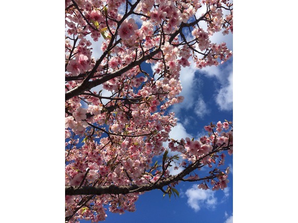 ひと足先に春が来た！～伊東小室桜～