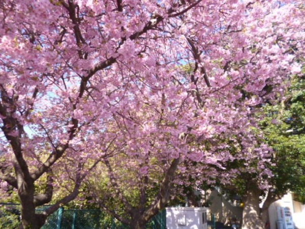 伊東・ウェルケア伊豆高原　お花見ドライブ　～その１～