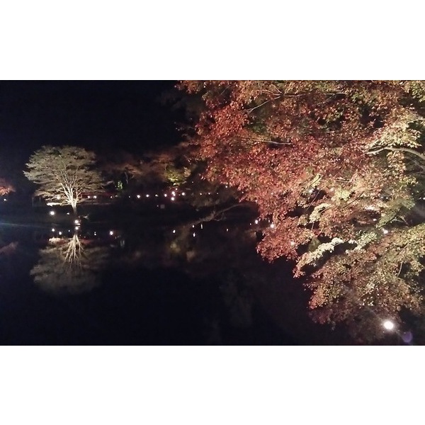 修善寺虹の郷夜間開園11月30日まで！