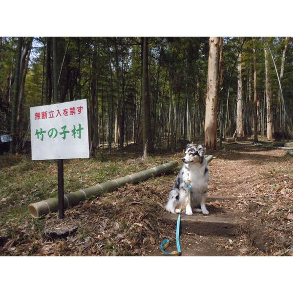 伊豆高原　たけのこ村　ワンコと一緒にここ掘れワンワン