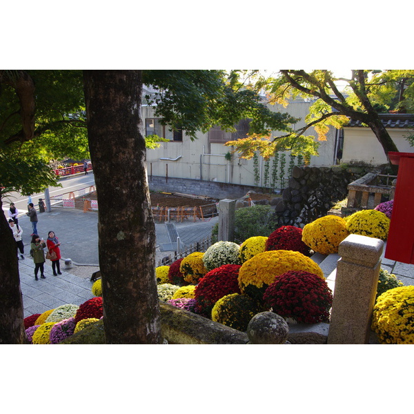 修善寺菊飾り開催中