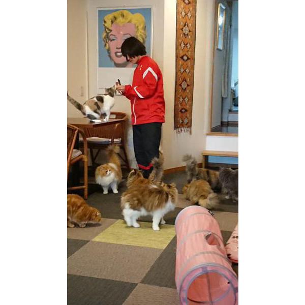 猫だらけ