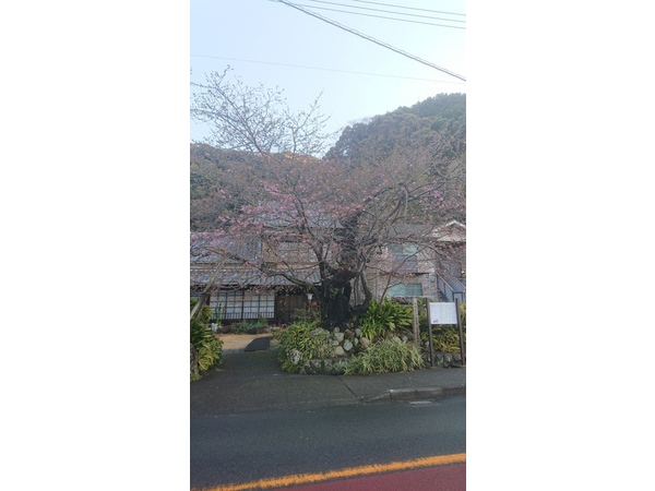 河津桜