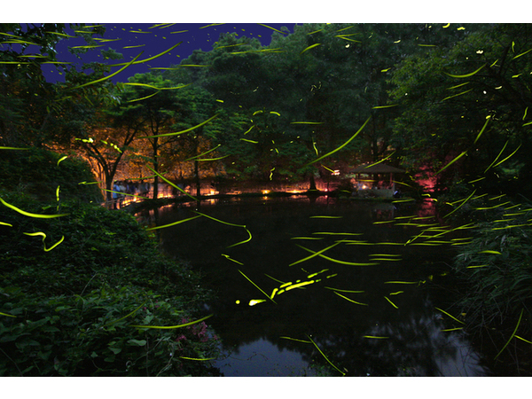 第13回ほたる観賞の夕べ