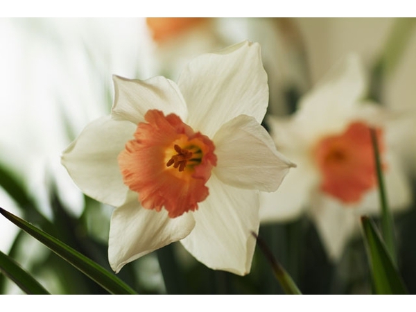 第48回水仙まつり