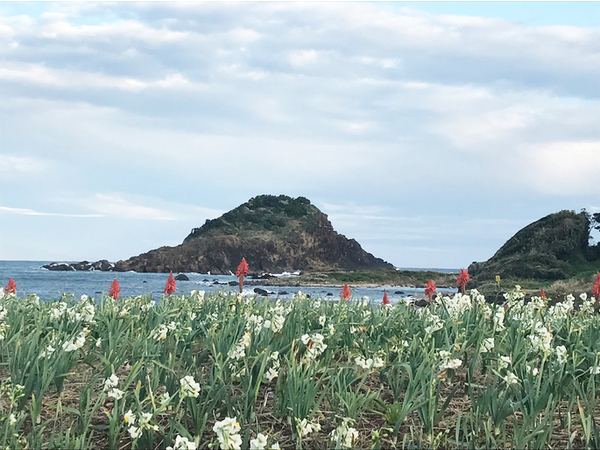 水仙祭り