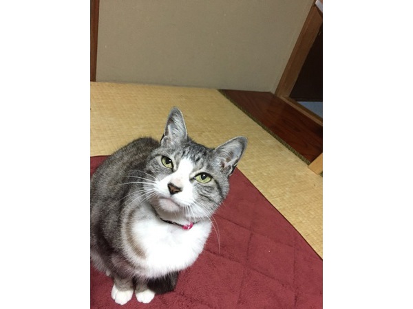 我が家のおばあちゃんねこ