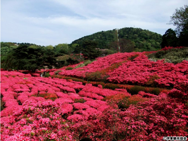 小室山公園つつじ観賞会