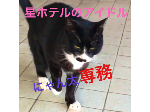 猫専務豪邸イルミネーション
