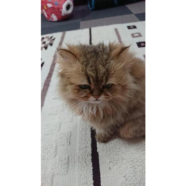 人間苦手にゃん