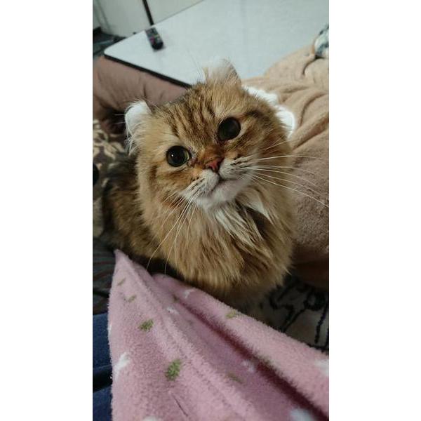にゃんことパワーストーン