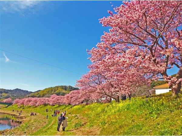 第24回　みなみの桜と菜の花まつり