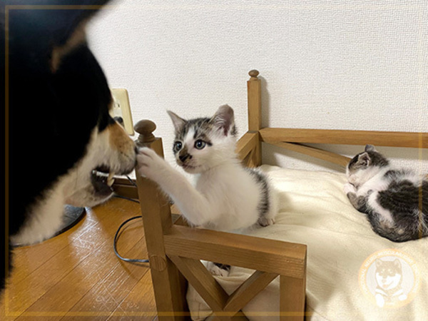 空腹 = 太る ？