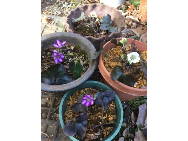 ＊花べるじゅ＊花の便り