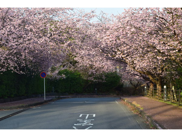 伊豆高原　桜満開ファーストステージ