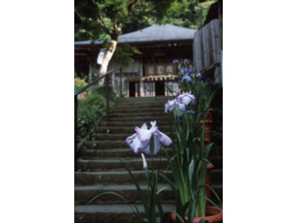 花しょうぶまつり