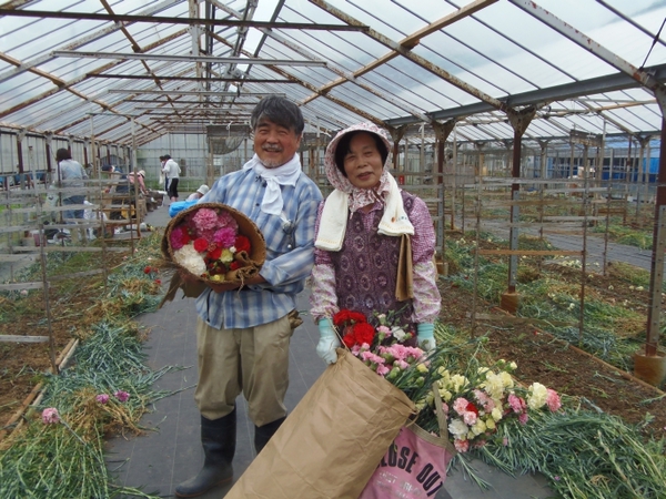 援農ボランティアツアー　カーネーション引き抜き農業体験