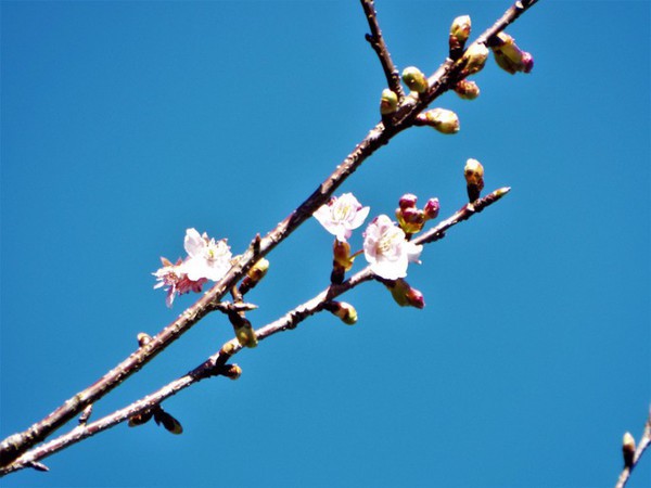 わが家の桜も咲きました。