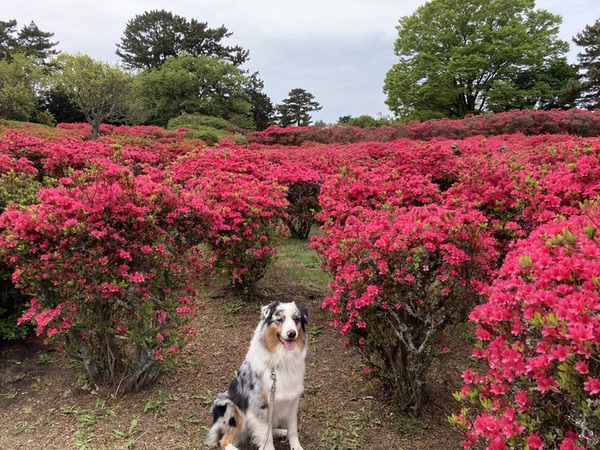 小室山公園つつじ鑑賞会