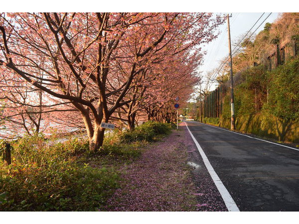 桜の絨毯や〜