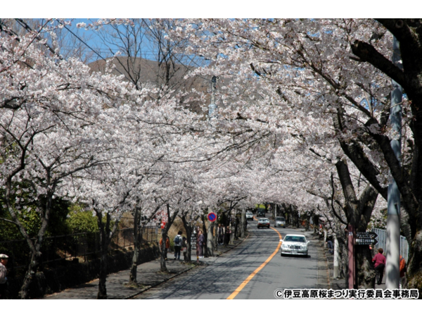 2016伊豆高原桜祭り　ステージ2