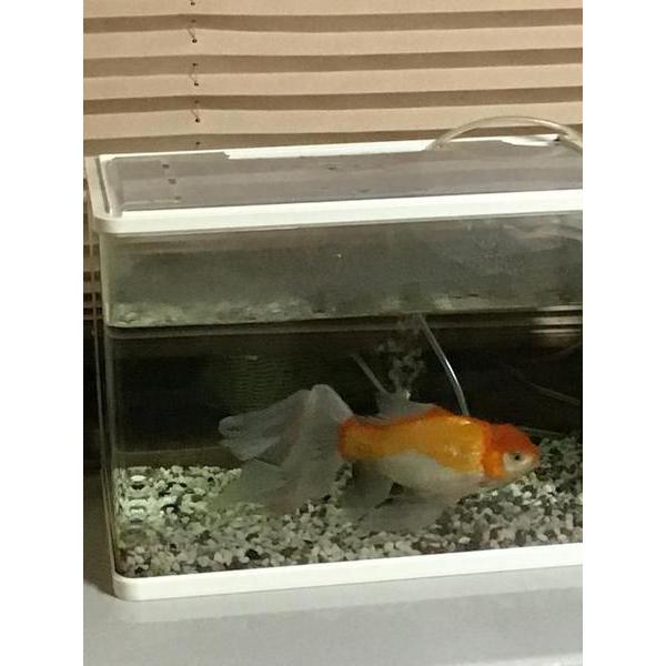 凉。