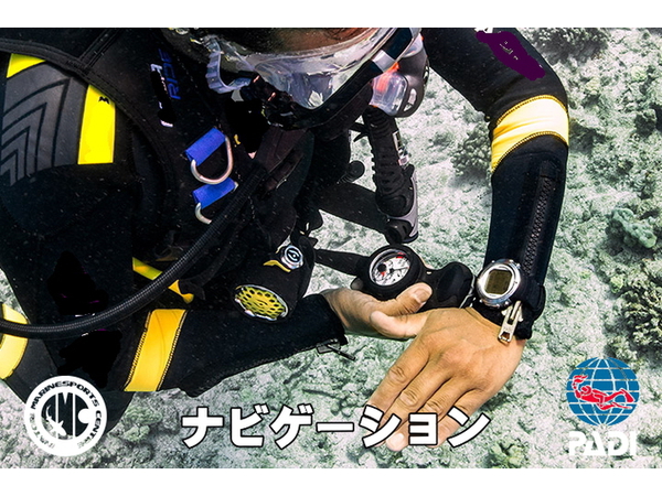 でっかいコウイカ
