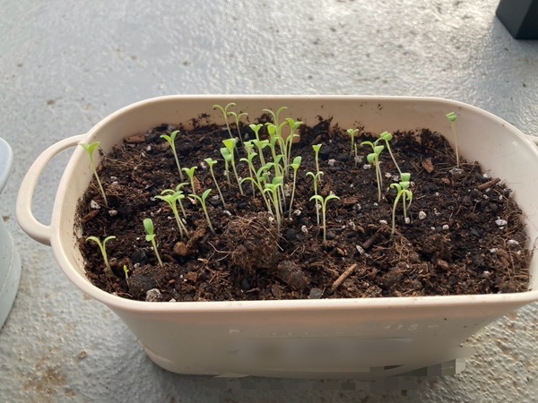 （有）キャスコンサルタント