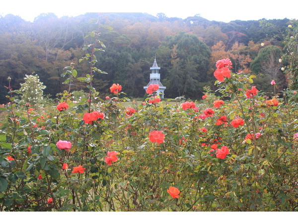 秋バラ開花継続中