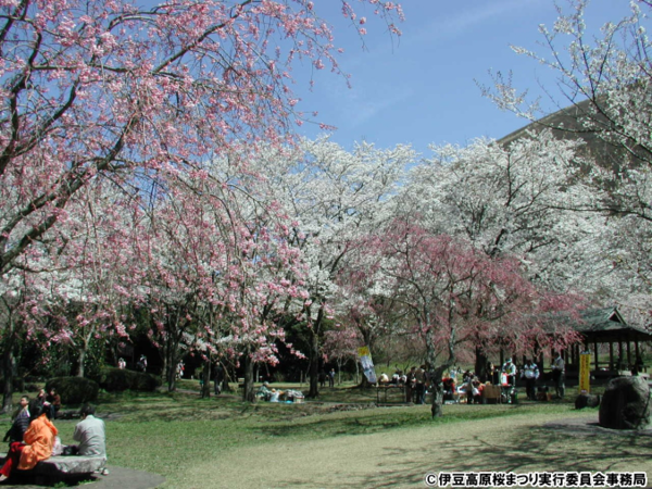 伊豆高原桜祭り　ステージ3