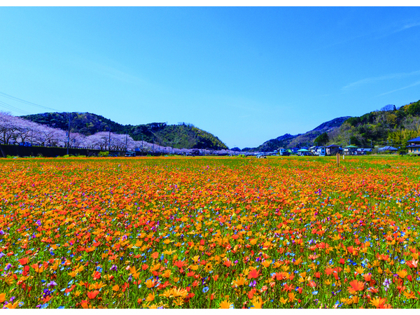 田んぼをつかった花畑