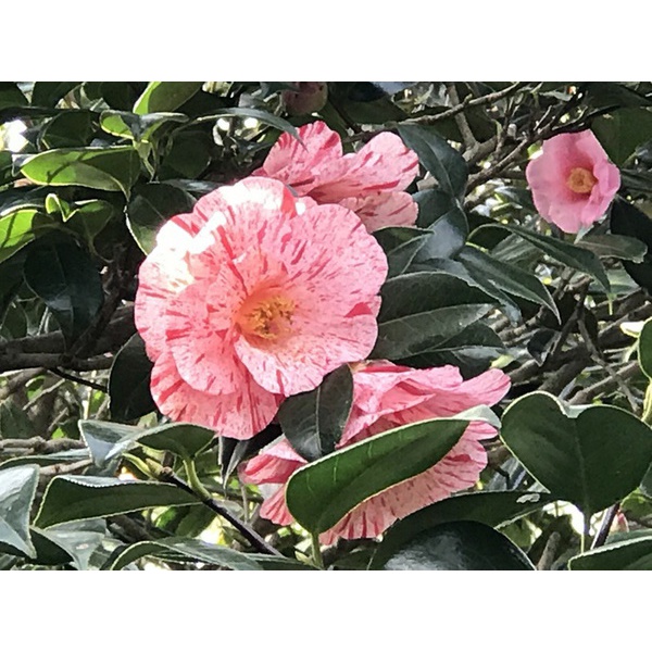 小室山公園つばき園も見頃！