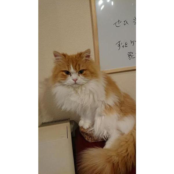 お休みします。