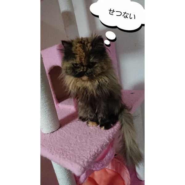 ラブりん&あんじゅ