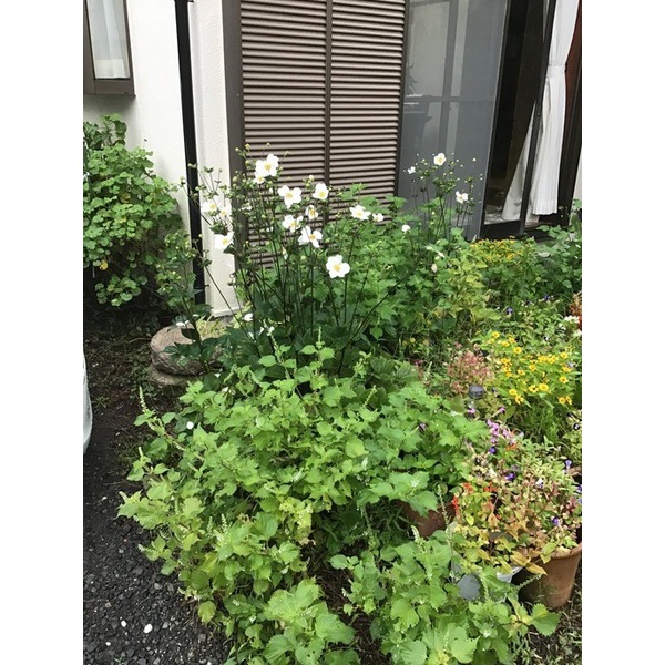 朝晩の気温差がある季節ですね