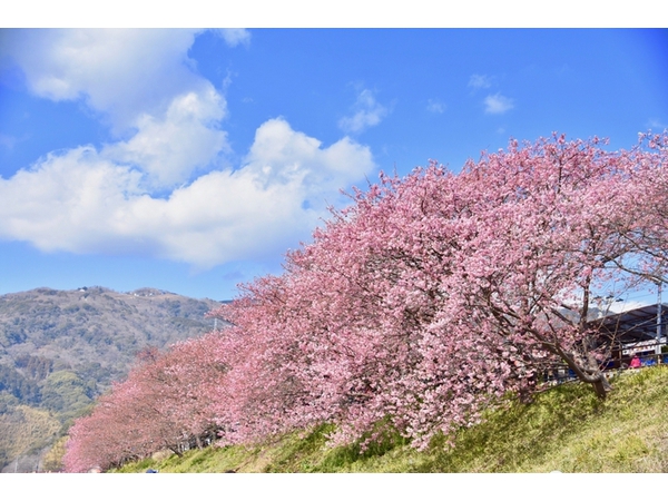 【中止】第31回 河津桜まつり
