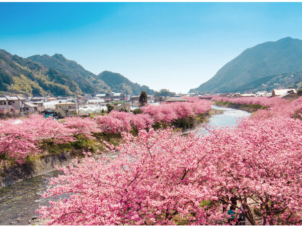 第32回　河津桜まつり