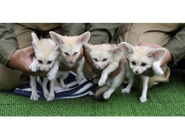 ＃伊豆シャボテン公園＃