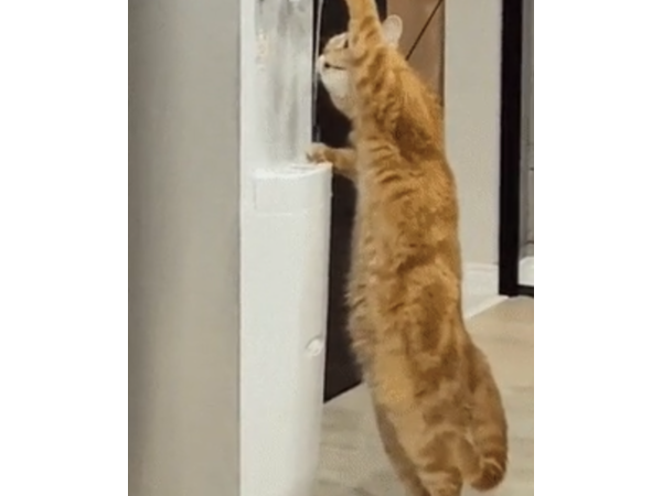 (=^・^=)セルフサービス(=^・^=)