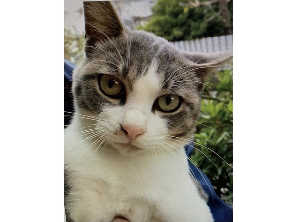 (=^・^=)保護猫(=^・^=)