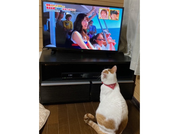 (>_<)テレビ崩壊(>_<)