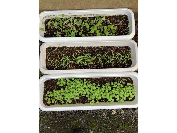 ~芽がでました～