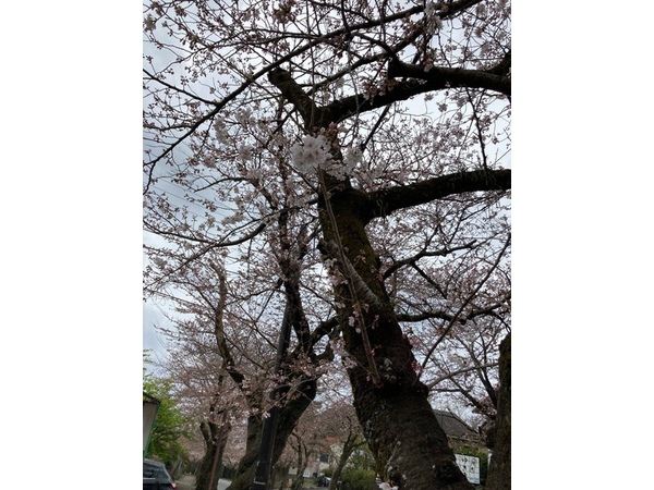 ✿桜咲く✿