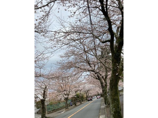 ✿本日の桜情報✿