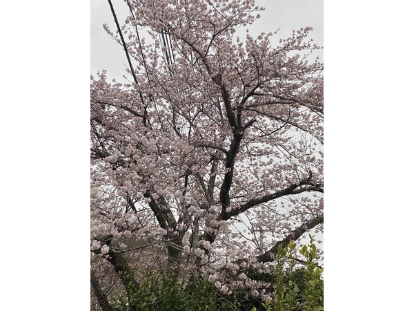 ✿イトーピア桜✿