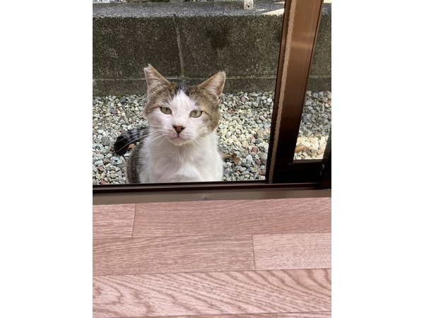 (=^x^=)外猫テンちゃん(=^x^=)